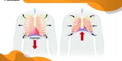 هل الحجاب الحاجز ينقبض عند الشهيق ويتحرك الى اسفل صح أم خطأ