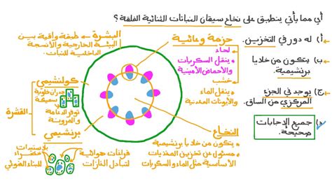 2- النباتات ثنائية الفلقة: