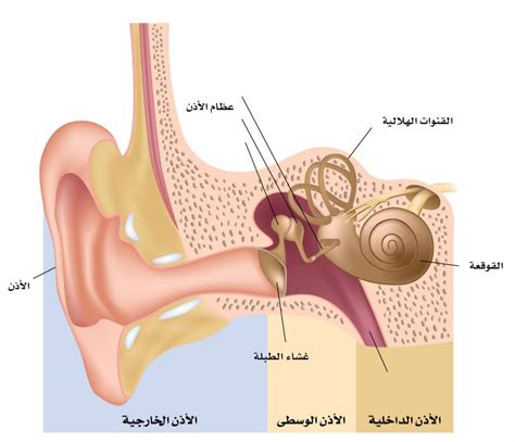 أسباب التهاب الأذن الوسطى: