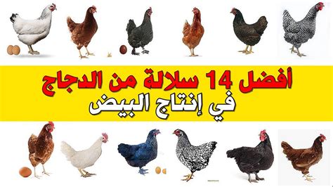 أفضل أنواع الدجاج البياض في المملكة العربية السعودية