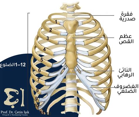 أولاً: مشاكل الصدر: