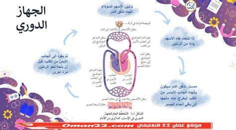 إضعاف الدورة الدموية