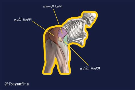 ثانياً: إصابات العضلات في منطقة الحوض: