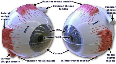 طرق الوقاية من الاستجماتيزم: