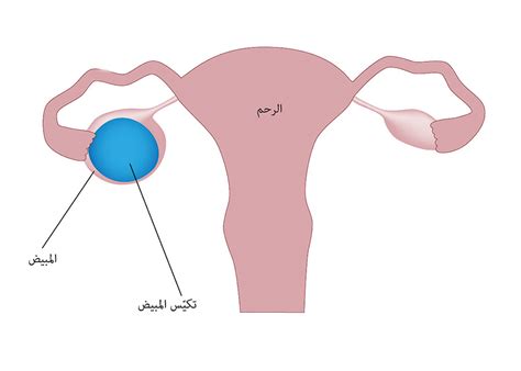 المبايض غير المستجيبة