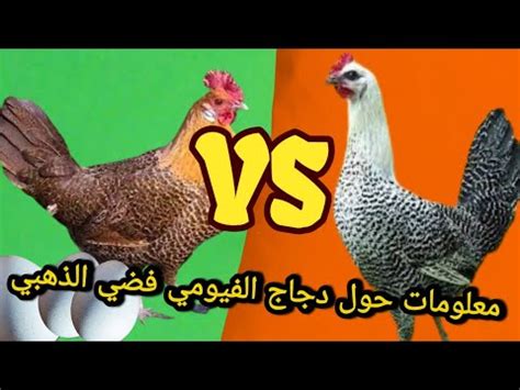 مميزات تربية الدجاج البياض