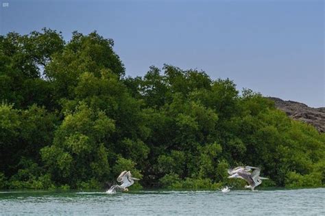 1. محمية جزر الفرسان