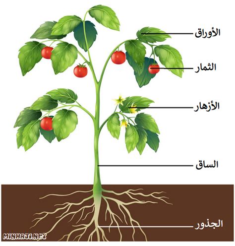 أجزاء النبات