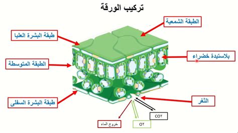 أجزاء الأوراق ووظائفها