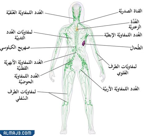 موقع الغدد الليمفاوية في الجسم