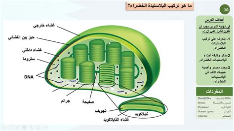 البلاستيدات الخضراء