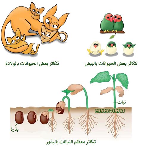 التكاثر داخل الكائنات الحية