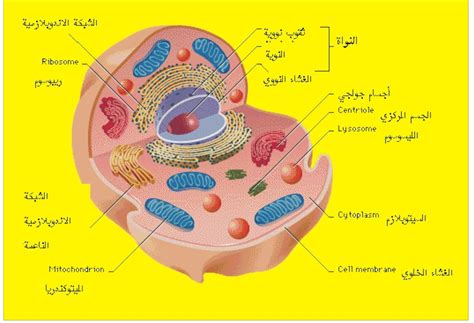 خلية