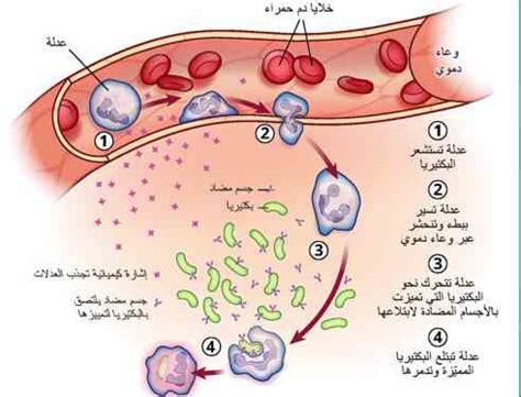 السلام يحمي الناس من المرض