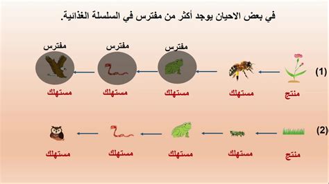 الغذاء في الكائنات الحية