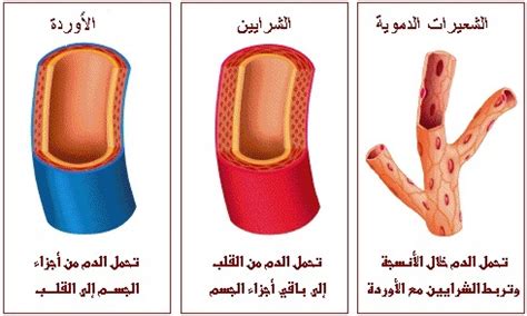 شاهد الفرق بين الشرايين والأوردة من خلال الصور