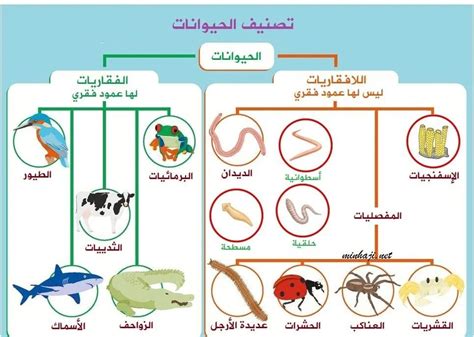 الفرق بين الفقاريات واللافقاريات