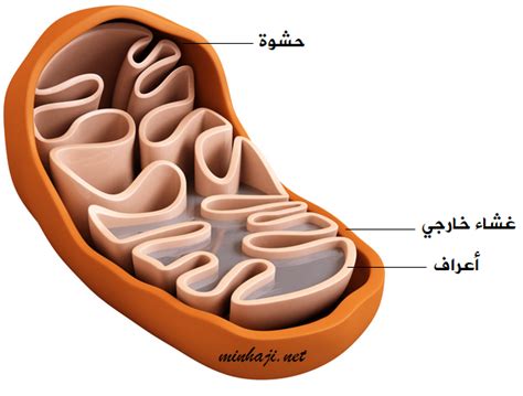 الميتوكوندريا