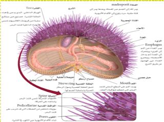 هيكل الجسم من شوكيات الجلد