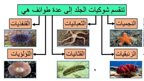 تصنيف شوكيات الجلد