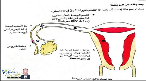 خصائص الحيوانات التي تتكاثر عن طريق الإخصاب الداخلي