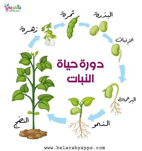 دورة حياة النبات