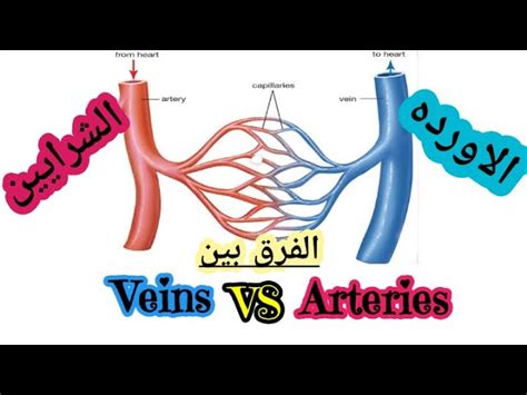 سادساً: الاختلافات في الصمامات: