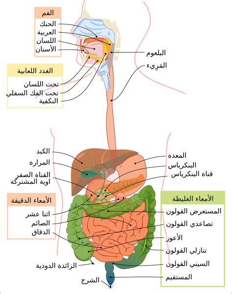 أمراض الجهاز الهضمي