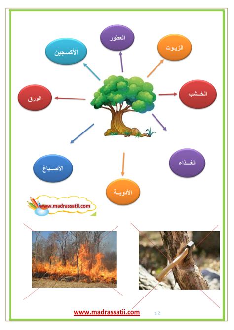 فوائد الأشجار للبيئة