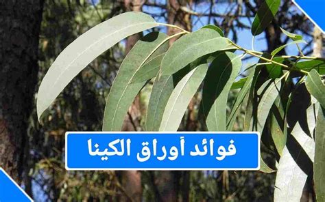 فوائد الكافور للصحة التنفسية وكيفية استخدامها