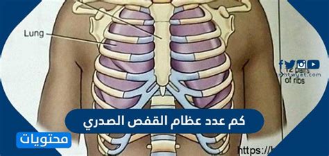 كم عدد العظام الموجودة في الصدر والجمجمة؟