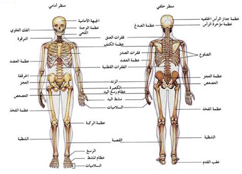 كم عدد العظام الموجودة في الهيكل العظمي للإنسان؟