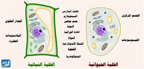 مقارنة الخلايا النباتية والخلايا الحيوانية