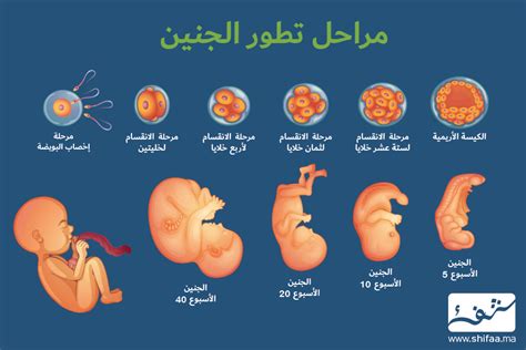 نمو الجنين في الأسبوع التاسع من الحمل